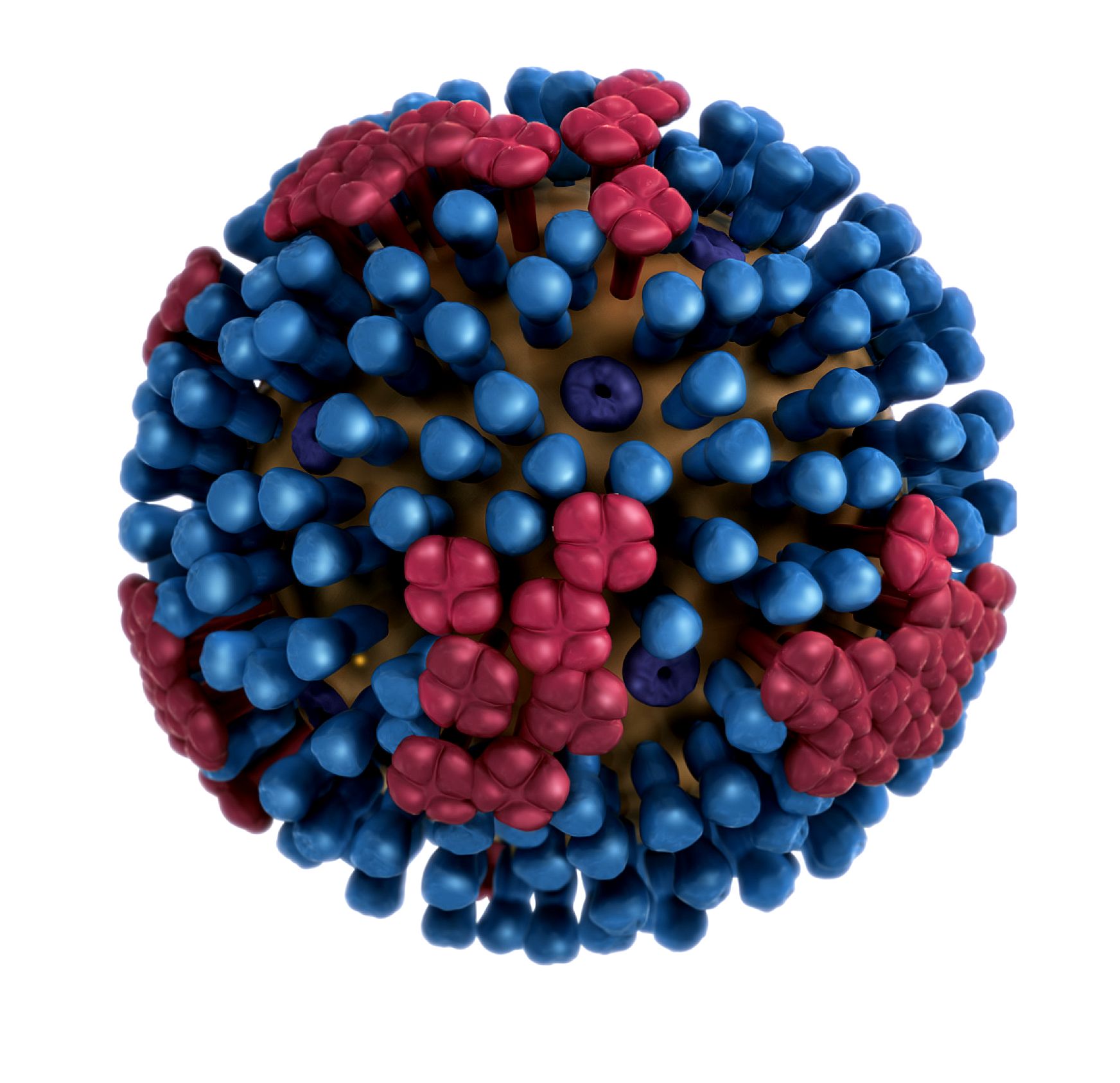 Influenza A virus subtype H1N1